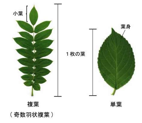 三出複葉植物|単葉と複葉